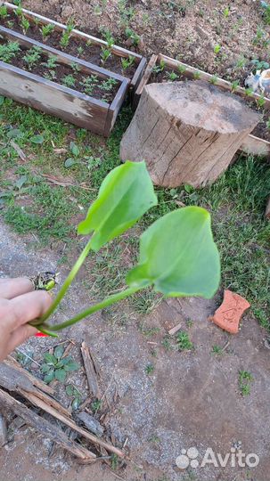 Каллы болотные