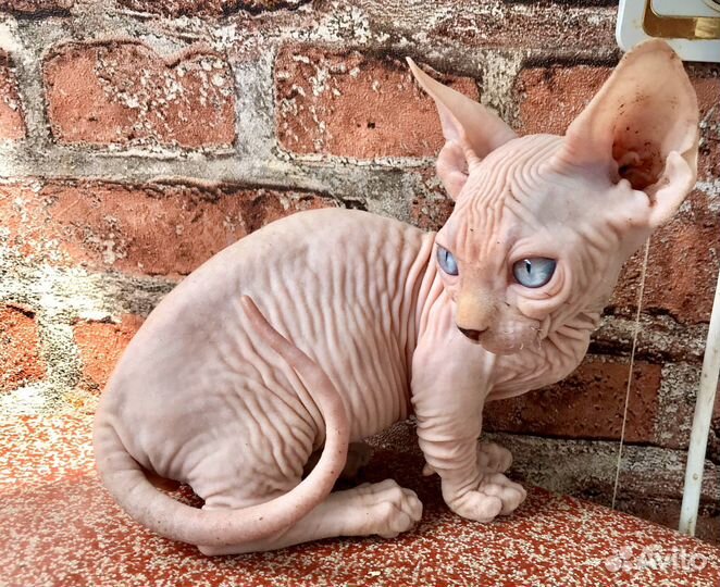 Канадский сфинкс минисфинкс бамбино девочка