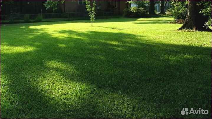 Семена газонной травы