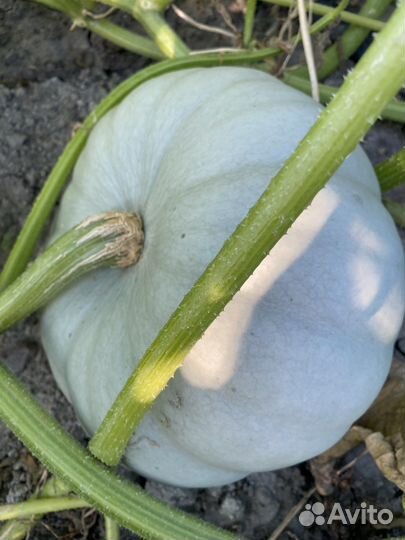 Тыква самсон