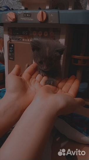 Котята в добрые руки 1 месяц