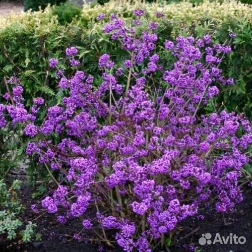 Красивоплодник Бодиньера (Калликарпа)