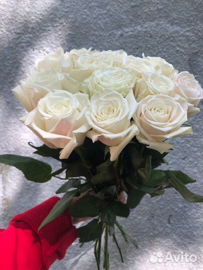 Белые розы Эквадор премиум