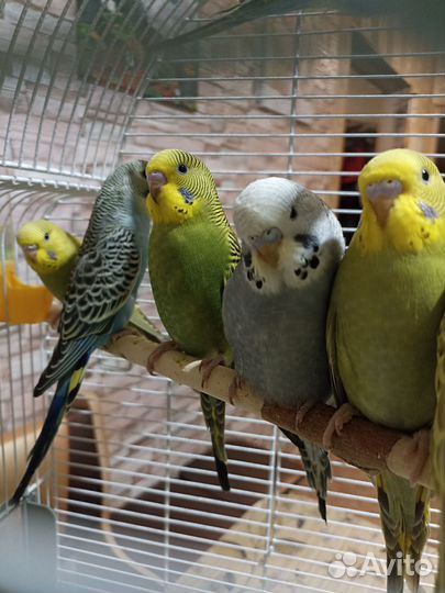 Волнистые попугайчики, птенцы