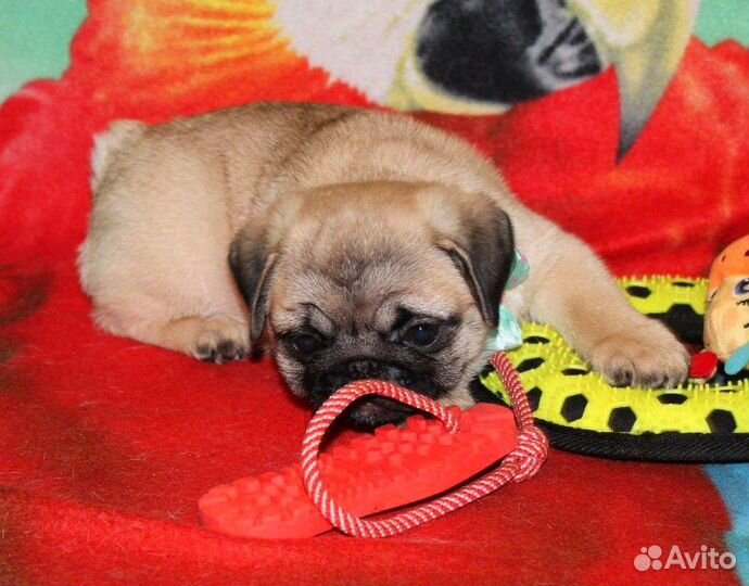Щенки мопса Мальчики