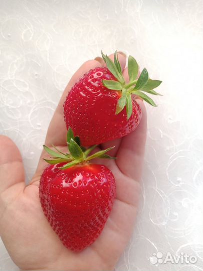 Продам усы клубники