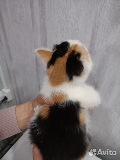 Котенок девочка