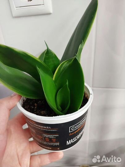 Сансевиерия разные сорта