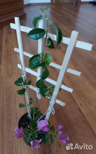 Комнатные цветы цветущие и не только