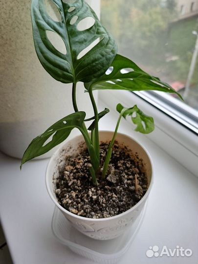 Монстера манки