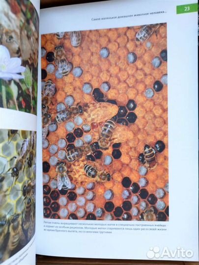 Феномен медоносной пчела (биология, зоология)
