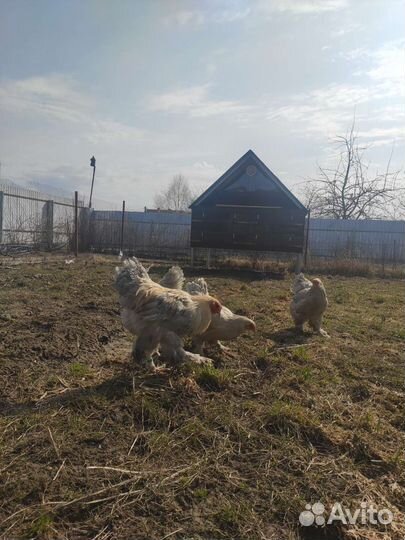 Брама, павловские, амерауканы