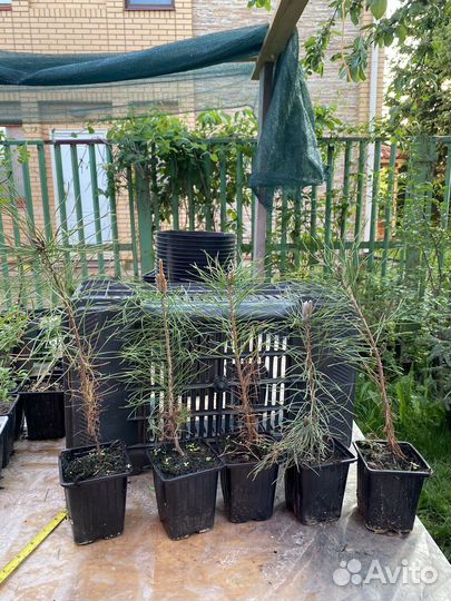 Крымская сосна