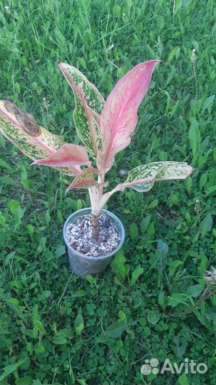 Аглаонема Престиж, Оранж Аврора