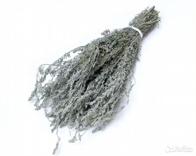 Полынь горькая