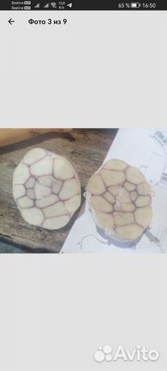 Семена коллекционного чеснока