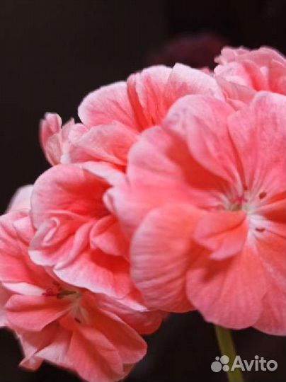 Герань пеларгония