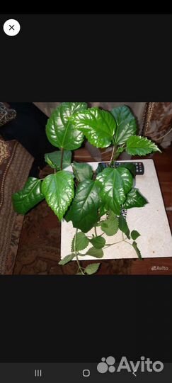 Фикус Али, Педилантус, Кит. Роза