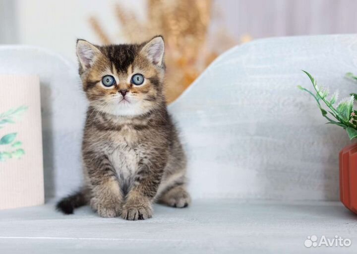 Британский плюшевый котёнок