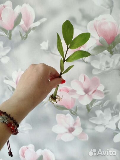 Долларовое дерево