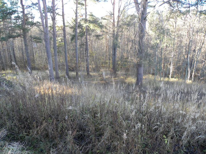 Участок 1,63 га (СНТ, ДНП)