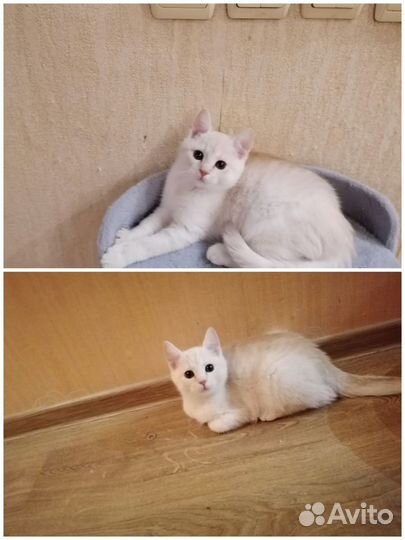 Котята отдам бесплатно