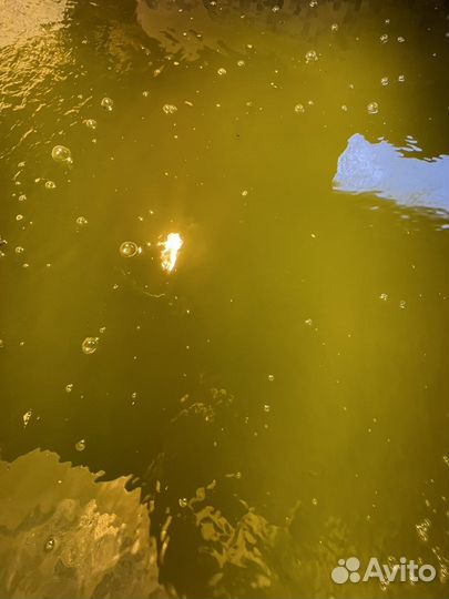 Хлорелла для пруда и водоемов