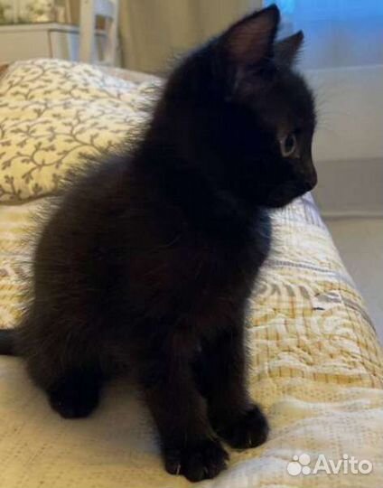 Милейший котенок