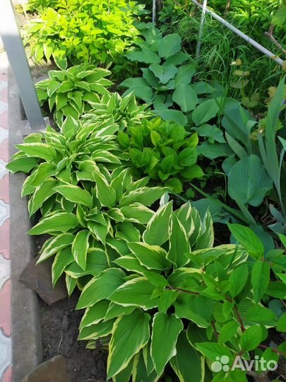 Хоста, можжевельник, жимолость, смородина дз