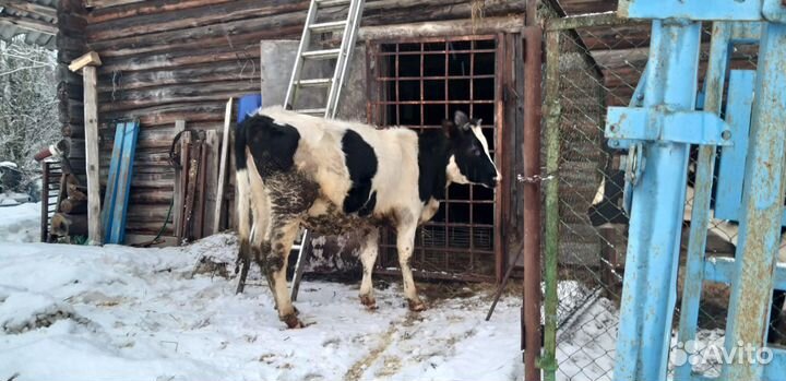 Тёлочка на племя