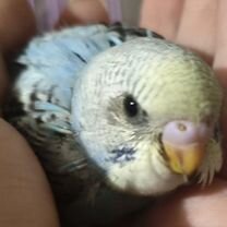 Птенцы волнистый попугай