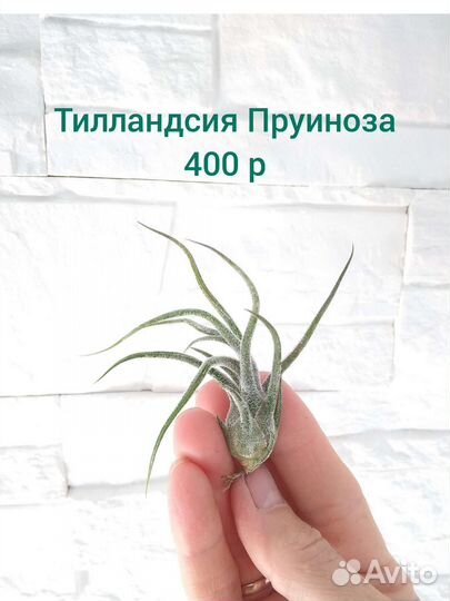 Тилландсии атмосферные ч.1