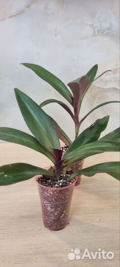 Традесканция