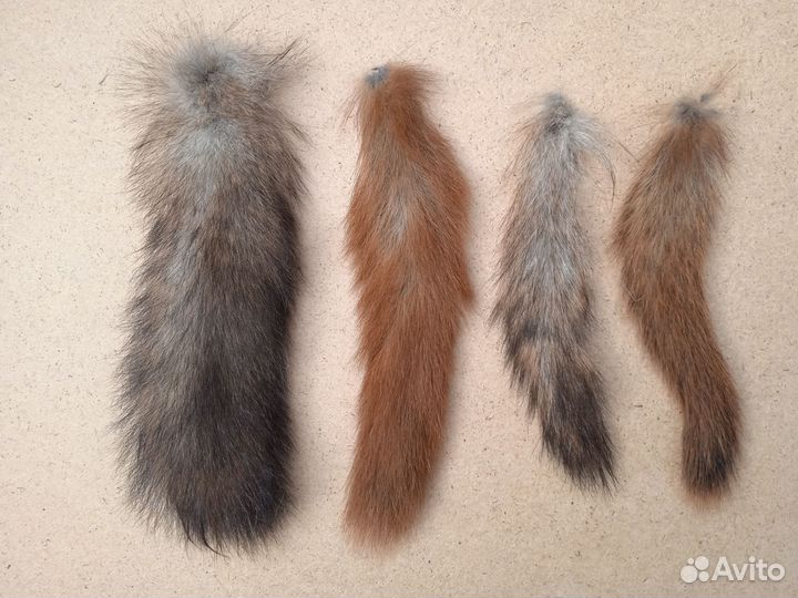 Хвост белки