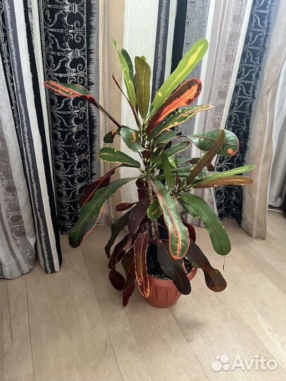 Кодениум кротон