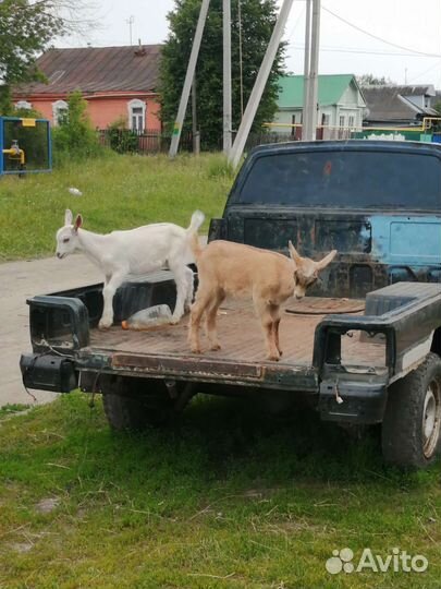Продам козлят