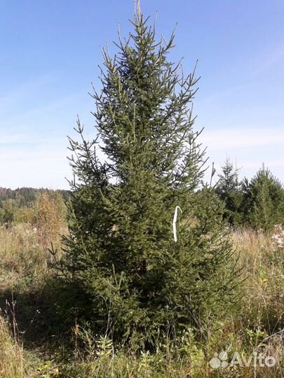 Продам елку привезена из Перми до 4 х метров, возм