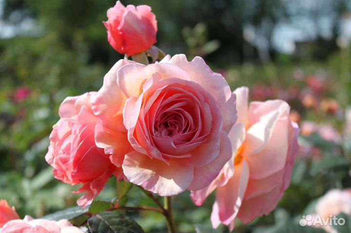 Роза английская Э Шропшие Лэд