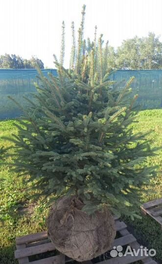 Ель голубая, сизая