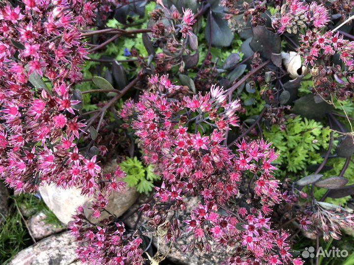 Многолетники для сада