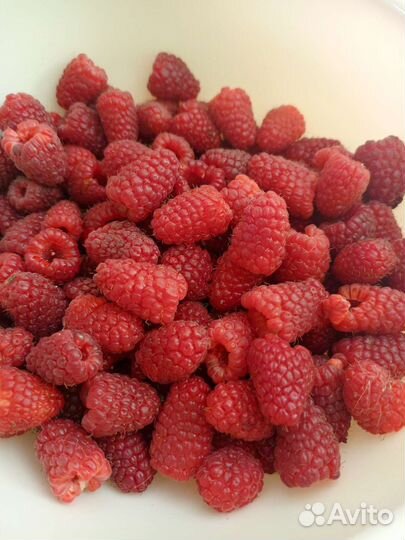 Саженцы летней и ремонтантной малины