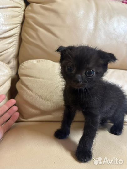 Шотландская вислоухая