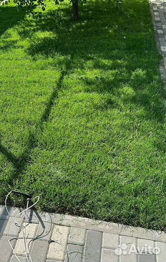 Рулонный газон