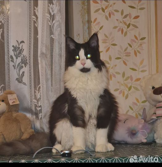 Котята мейн-кун