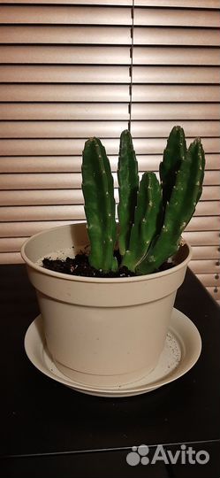 Стапелия грандифлора