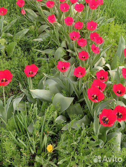 Тюльпаны луковицы