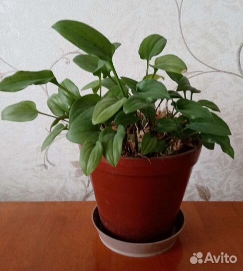 Горшки + Цветы в горшках