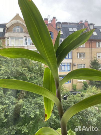 Растение золотой ус