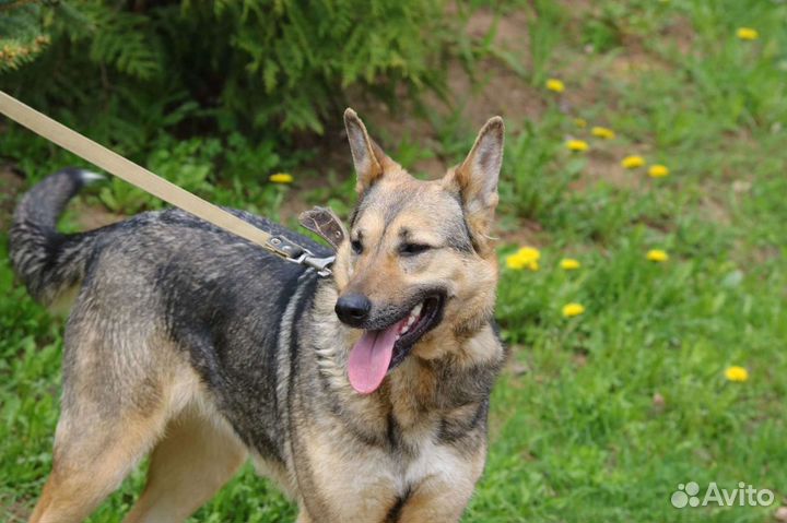 Бетта метис овчарки