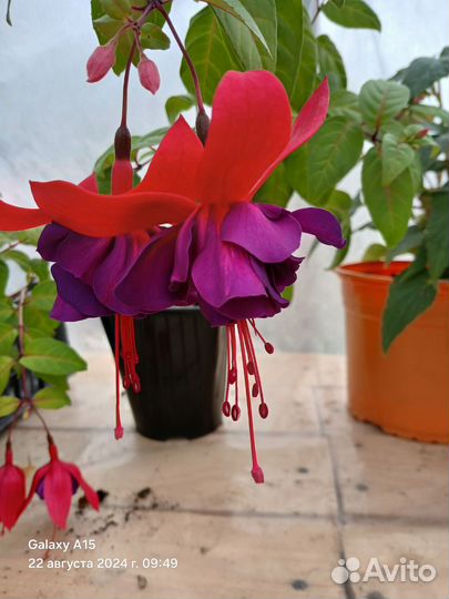 Комнатные цветы герань